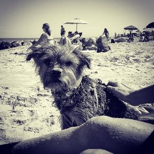 Meet your Posher, Benjamin